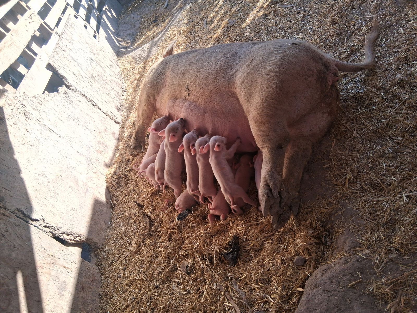 Pigs