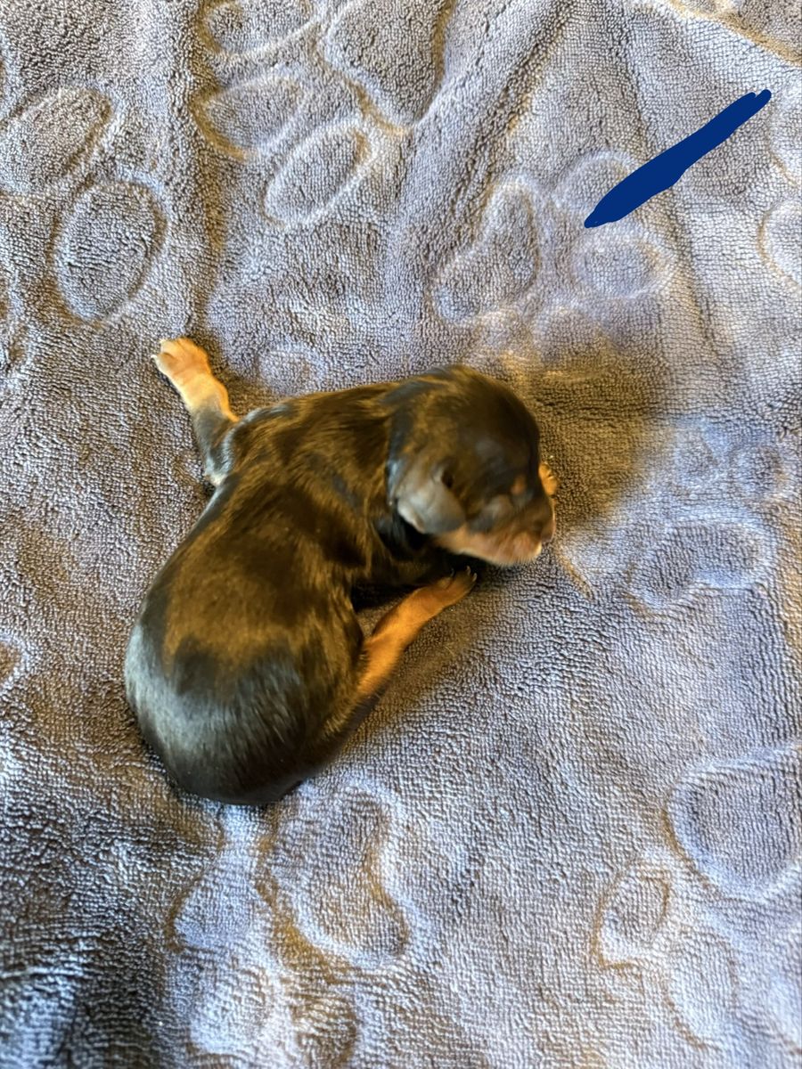 Cavalier King Charles spaniel puppies