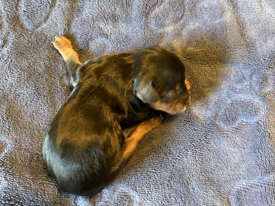 Cavalier King Charles spaniel puppies