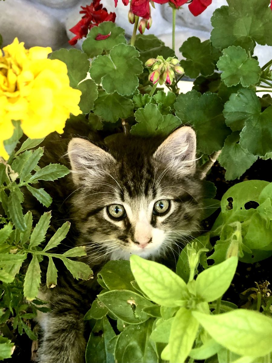 Bengal / Siberian Kittens