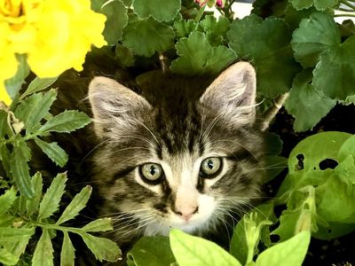 Bengal / Siberian Kittens