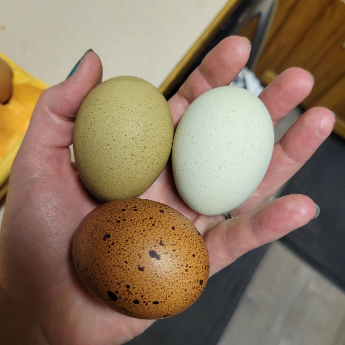 Farm fresh eggs