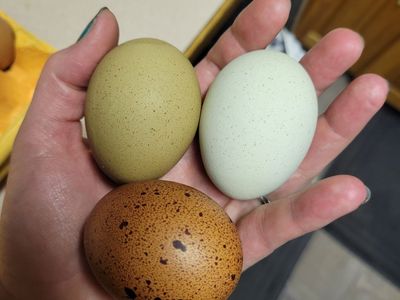Farm fresh eggs