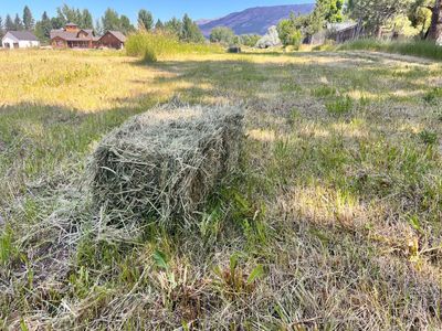 Grass/Alfalfa Hay