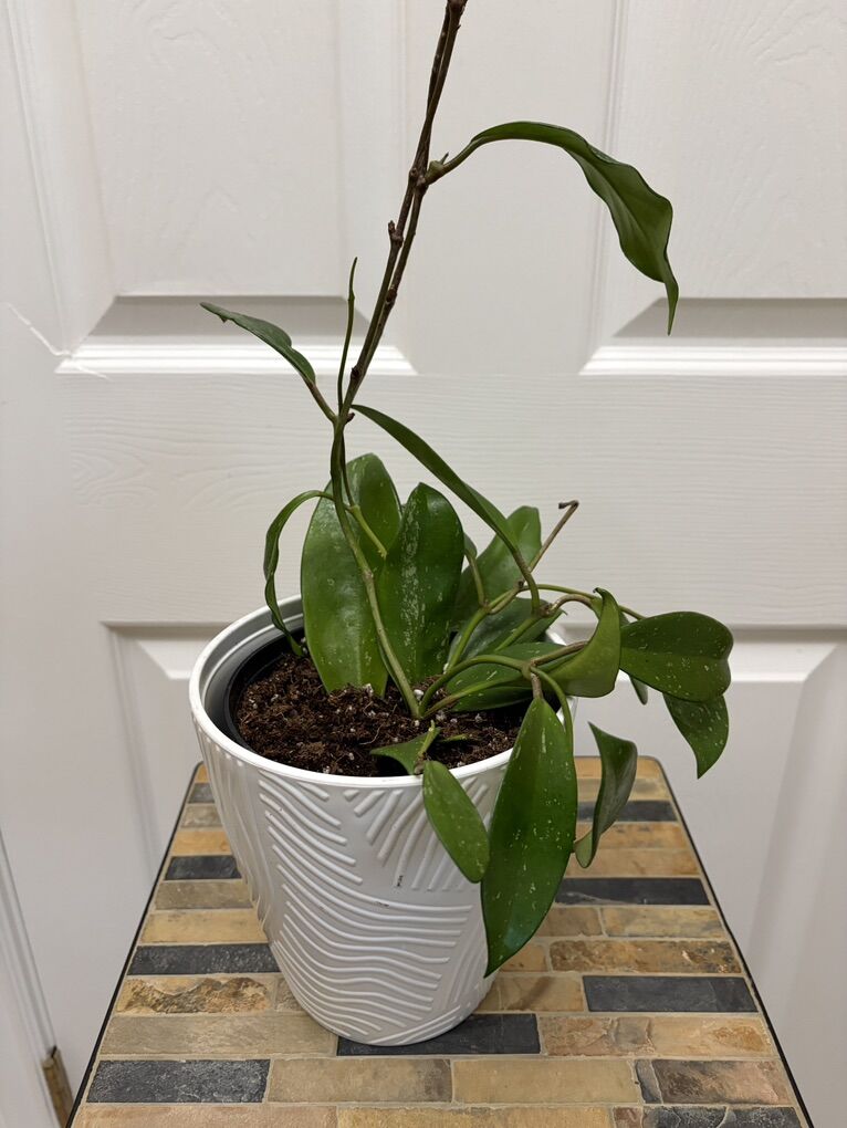 Hoya Splash in 6 self-watering pot