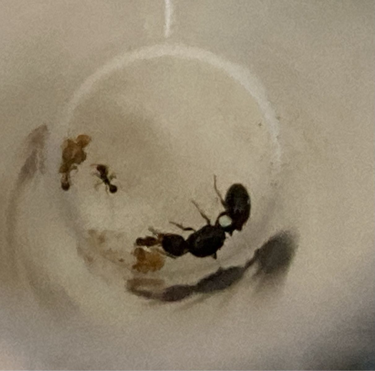 Mated Pavement Queen Ant with Workers and Foraging Area