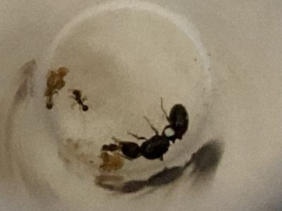 Mated Pavement Queen Ant with Workers and Foraging Area