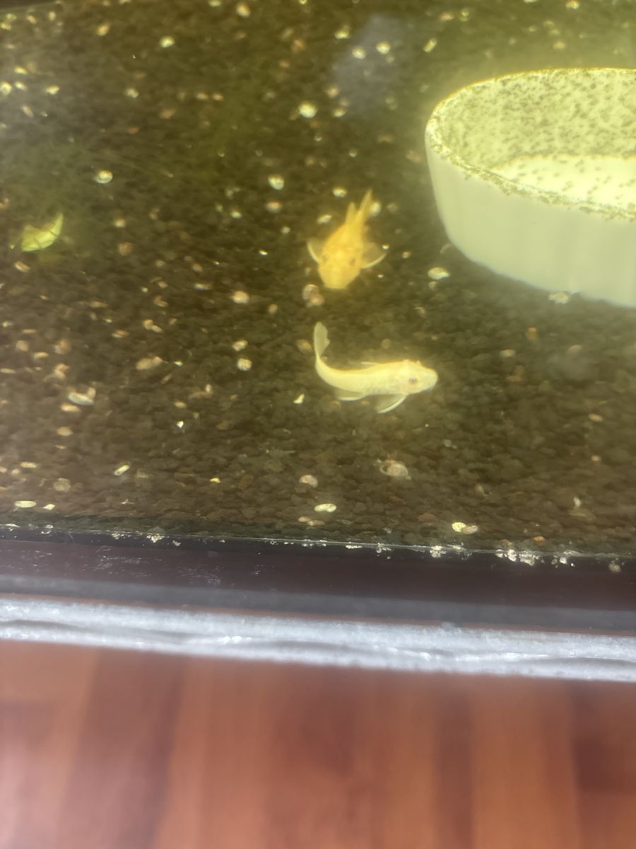 Plecos different size colors and kind .And different prices start $ 5.00 $7.00 $8.00
