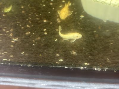 Plecos different size colors and kind .And different prices start $ 5.00 $7.00 $8.00