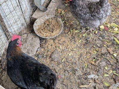 Young Active Prolific laying chickens