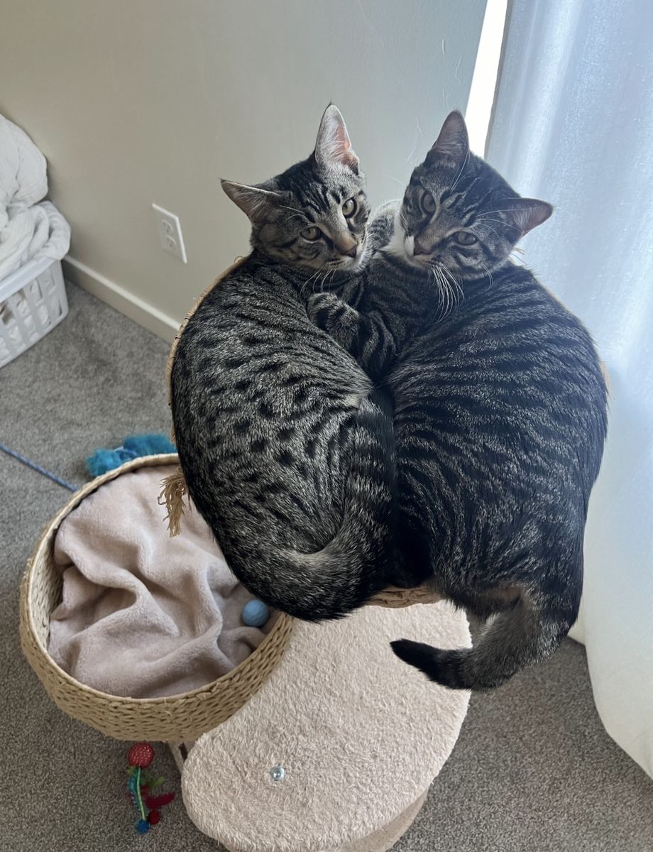 Bonded Pair of Tabby Cats - Rehoming (Approx. 2 Years Old)