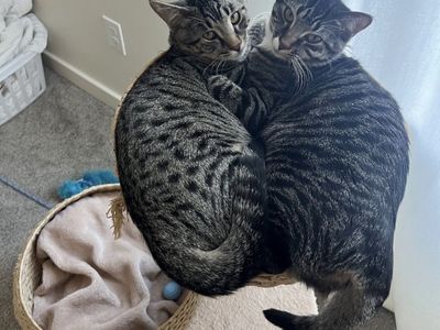 Bonded Pair of Tabby Cats - Rehoming (Approx. 2 Years Old)