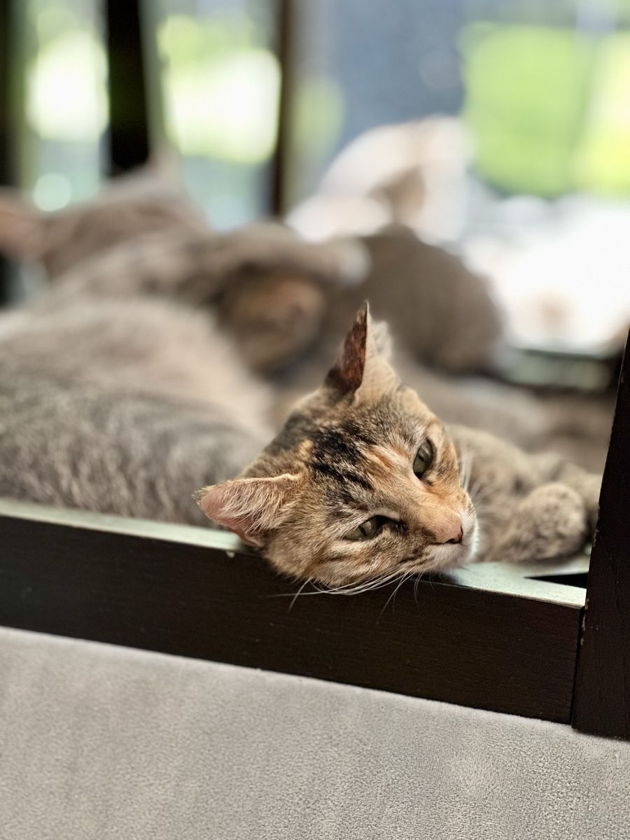 Foster needs a home!