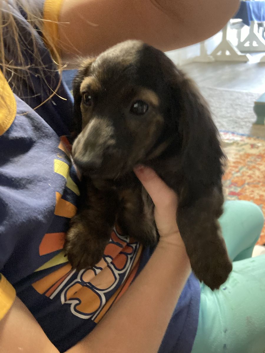 Mini Pure Bred Brindle Female Dachshund 