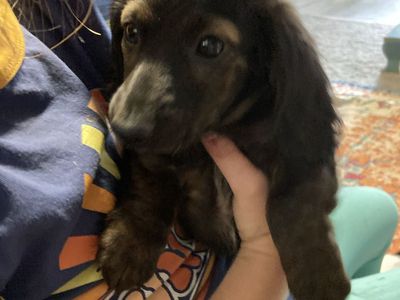 Mini Pure Bred Brindle Female Dachshund