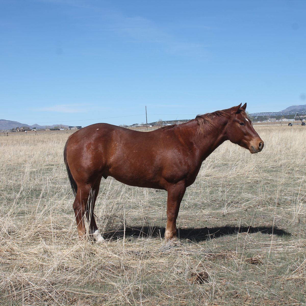 4yr Old AQHA Gelding-Pitzer Ranch Bloodlines