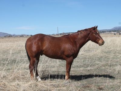 4yr Old AQHA Gelding-Pitzer Ranch Bloodlines