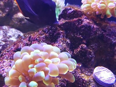 Clownfish, Cromies, Damsel, and Carpet Anemone