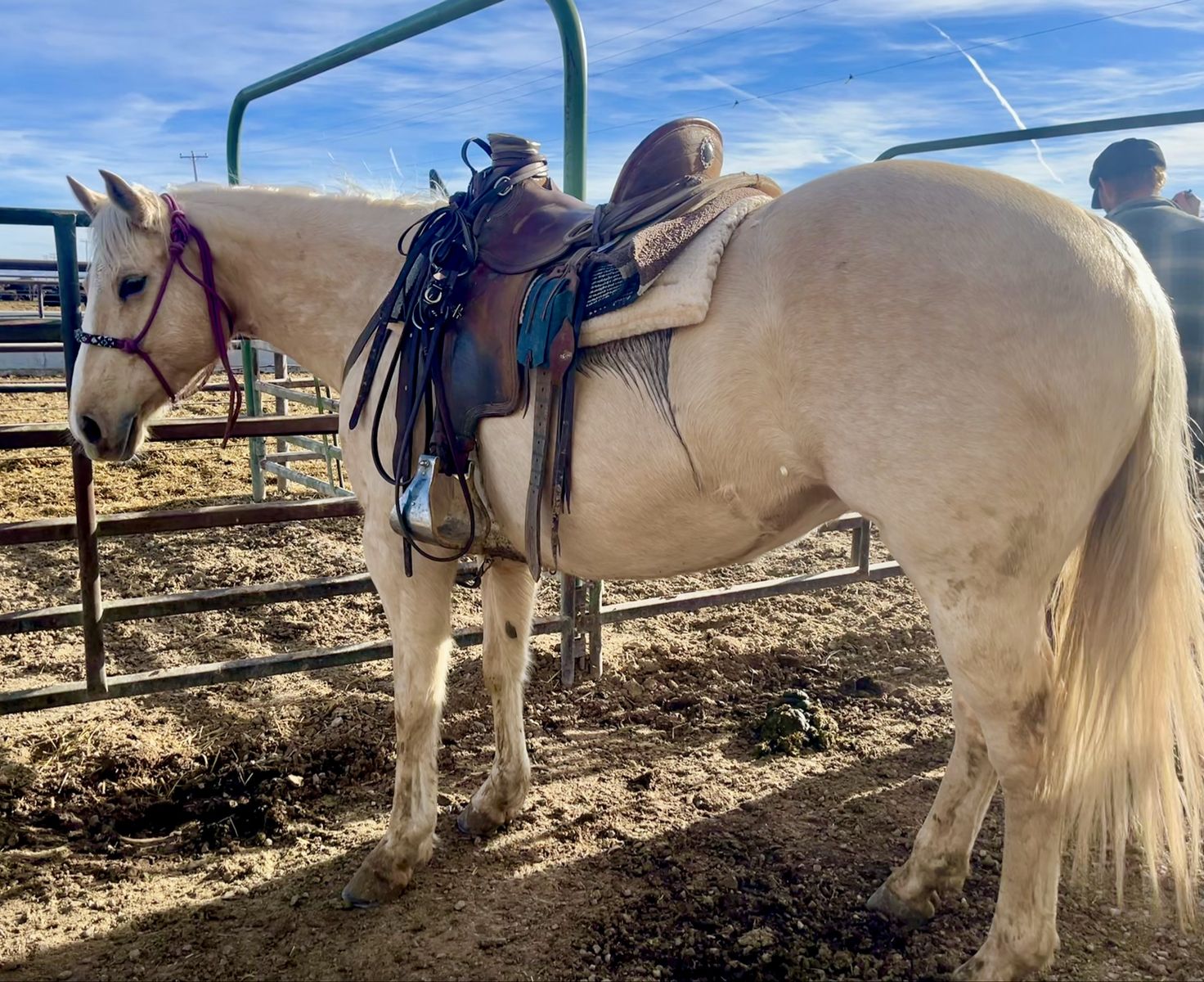 Aqha Mare well bred