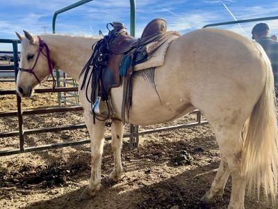 Aqha Mare well bred