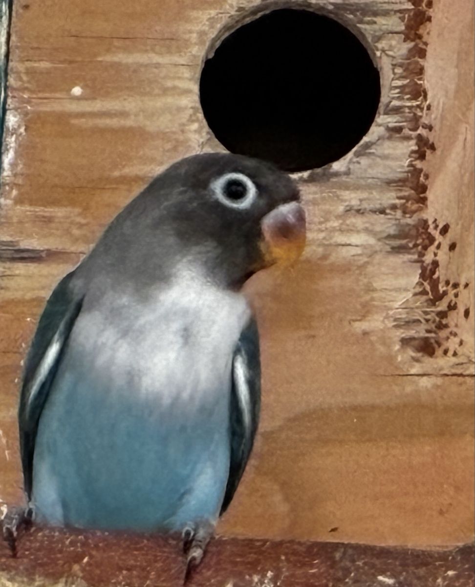 Baby Lovebirds