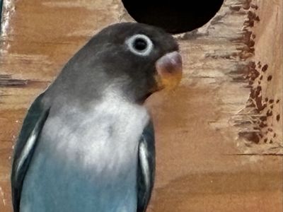 Baby Lovebirds