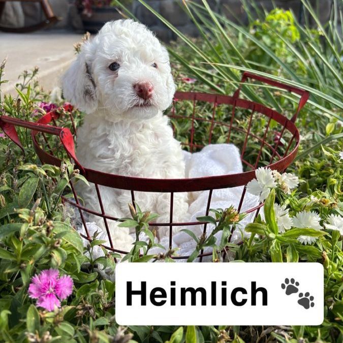 Adorable Toy Bernedoodle Puppies
