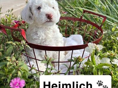 Adorable Toy Bernedoodle Puppies