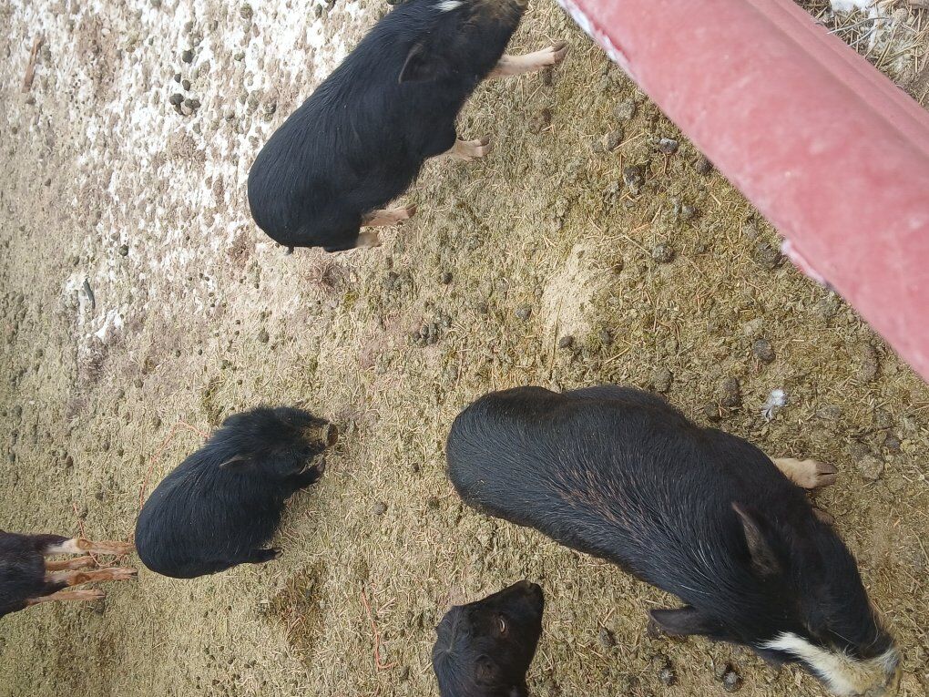 pot belly pigs two femels and on male