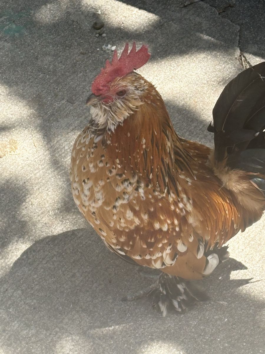 Free Rooster Need Gone Tonight!!!