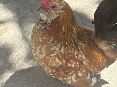 Free Rooster Need Gone Tonight!!!