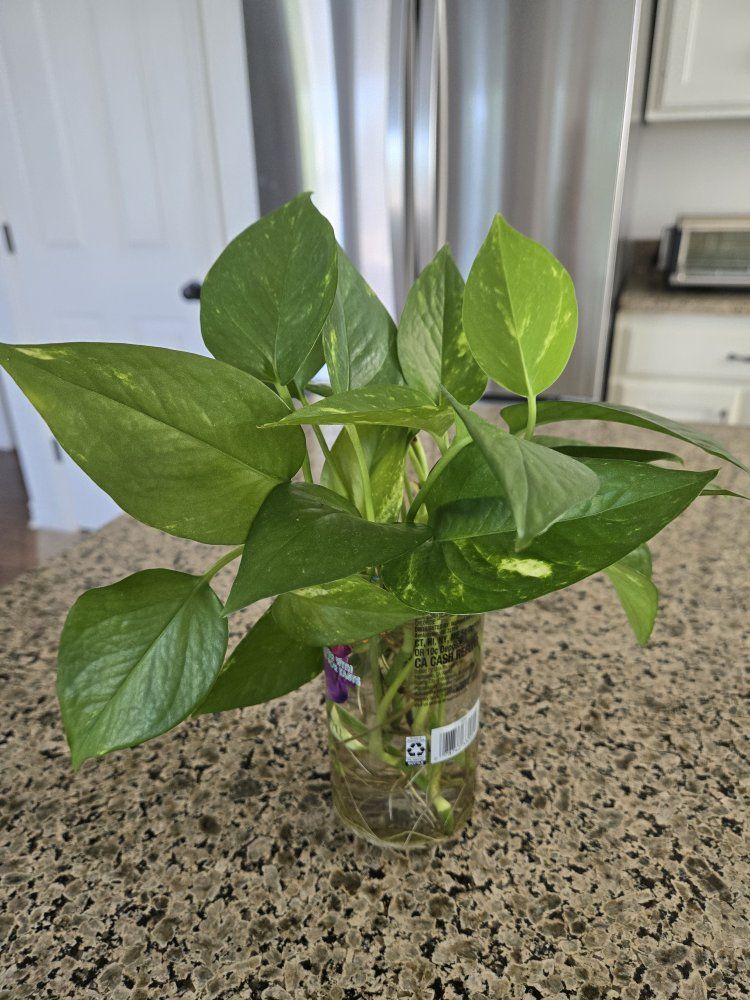 Emerald Pothos Starter Plant