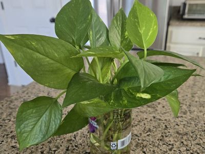 Emerald Pothos Starter Plant