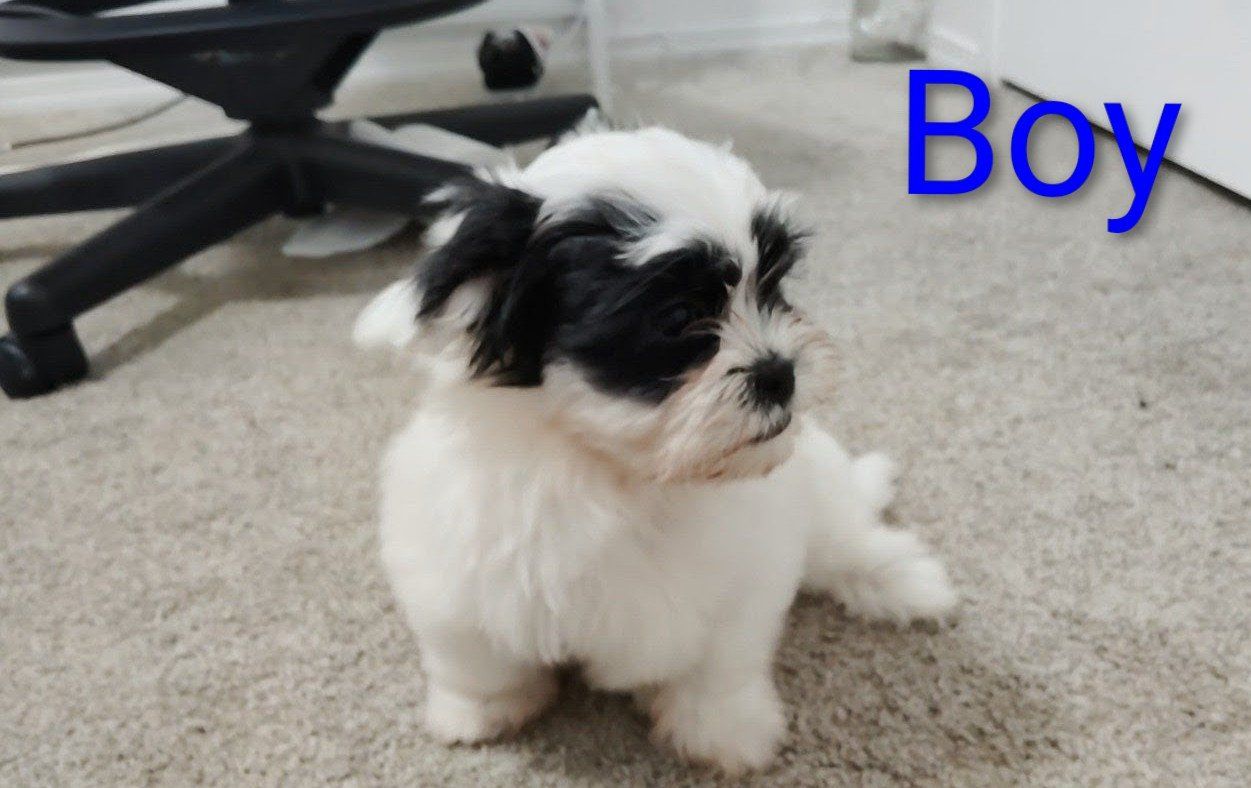 malshipoo puppies for sale!!!
