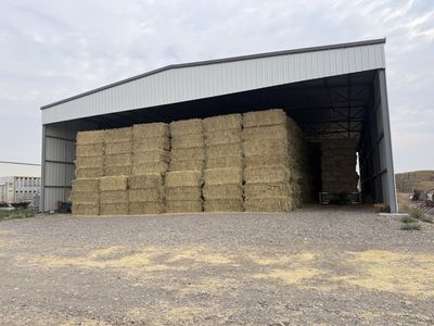 Timothy Hay 1st cut