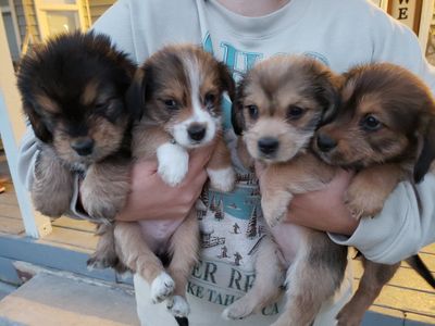 Mini Shorkie Shepherds