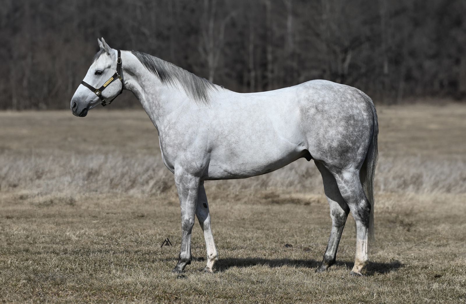 𝟱𝘆𝗿 𝗼𝗹𝗱 𝗗𝗔𝗣𝗣𝗟𝗘 𝗔𝗤𝗛𝗔 𝗚𝗲𝗹𝗱𝗶𝗻𝗴 - By Docs Fast Prize (Mr. Jess Perry, Corona Cartel)