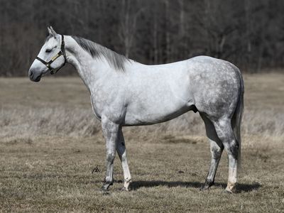 𝟱𝘆𝗿 𝗼𝗹𝗱 𝗗𝗔𝗣𝗣𝗟𝗘 𝗔𝗤𝗛𝗔 𝗚𝗲𝗹𝗱𝗶𝗻𝗴 - By Docs Fast Prize (Mr. Jess Perry, Corona Cartel)