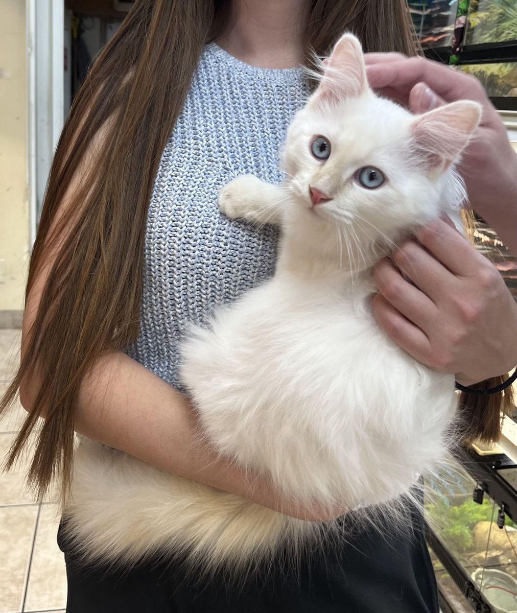 50% Siberian Cats For Sale | Bonded Pair