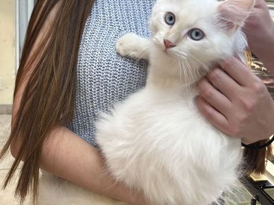 50% Siberian Cats For Sale | Bonded Pair