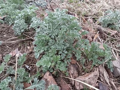 Artemisia plants, water wise