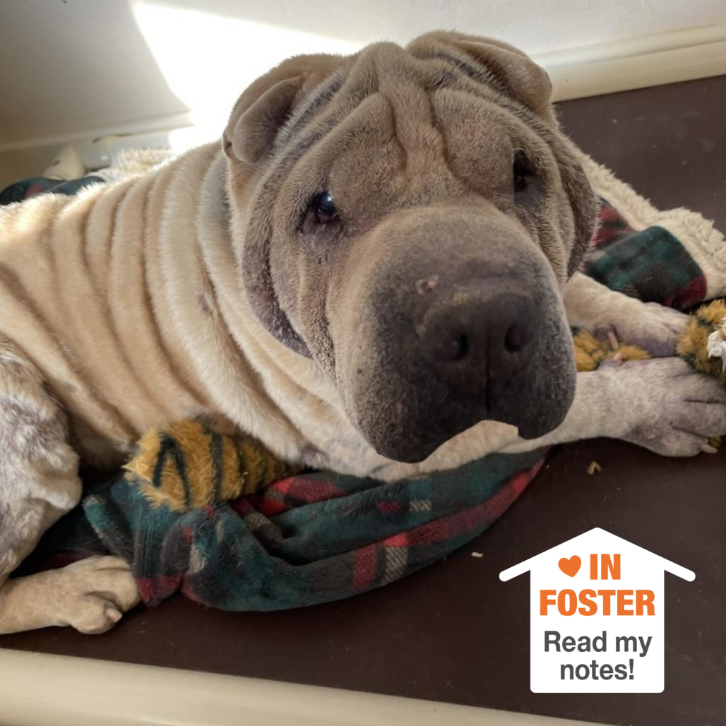 Hello my name is Fawkes