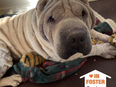 Hello my name is Fawkes