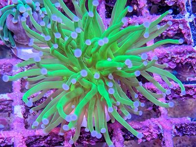 Frag Swap April 11th