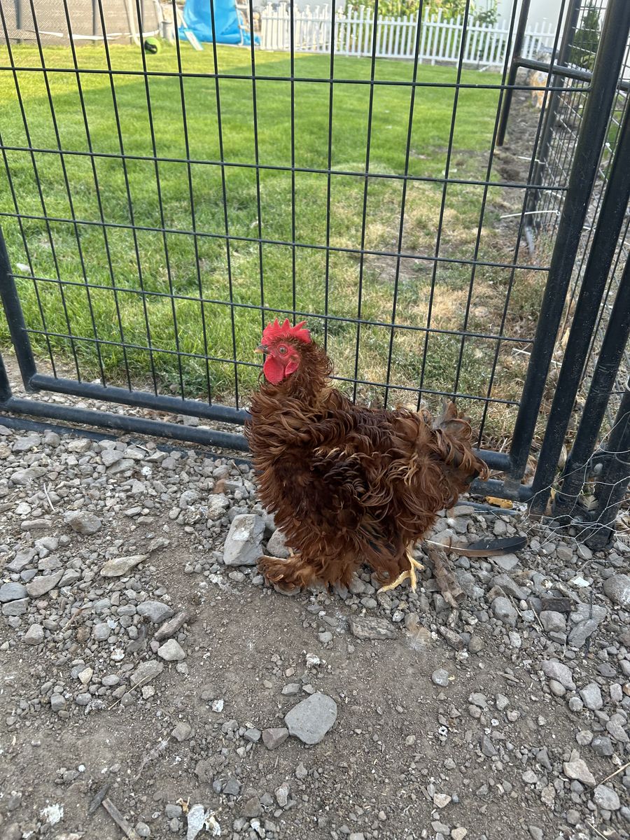 Free Silkie Frizzled Rooster