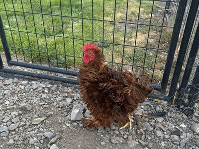 Free Silkie Frizzled Rooster