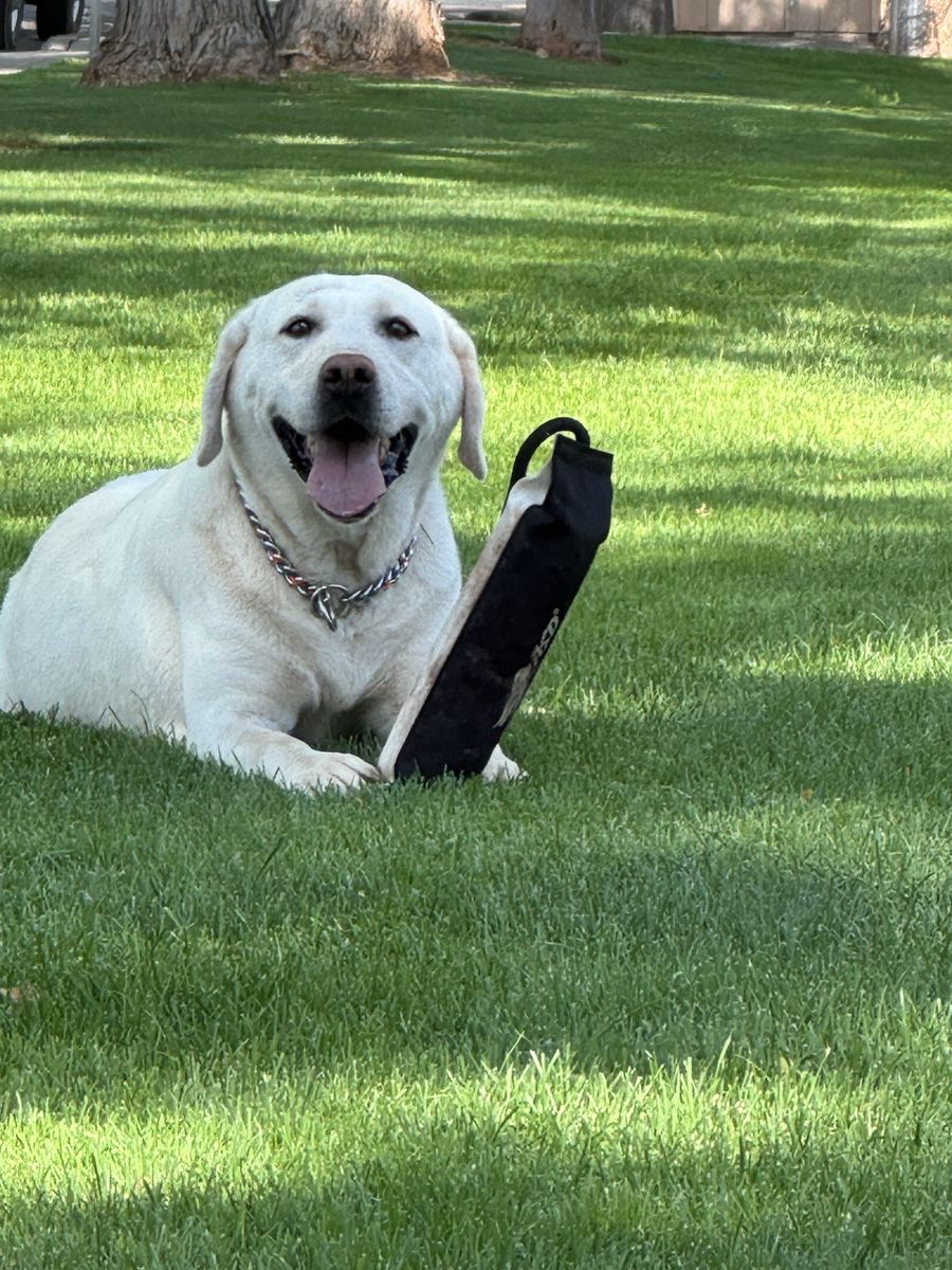 AKC registered white female Labrador