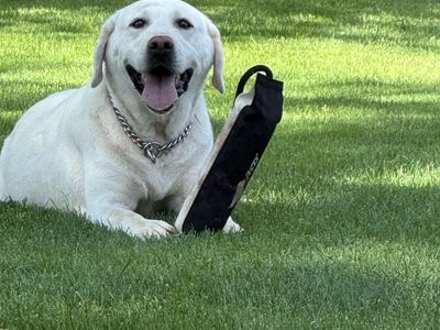AKC registered white female Labrador