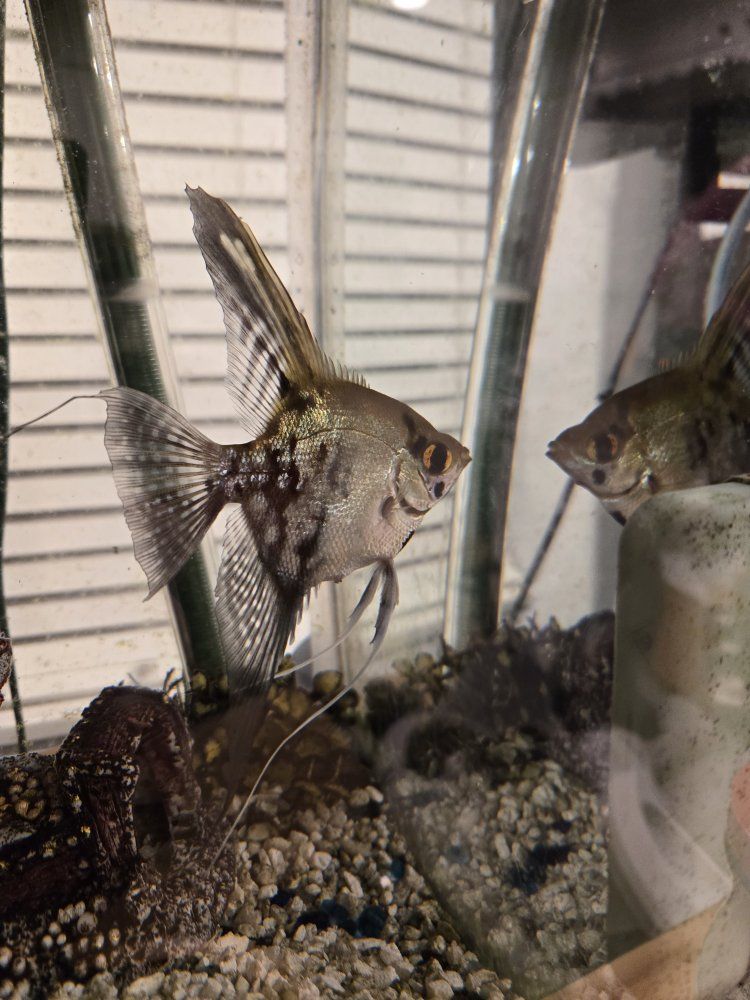 Angelfish
