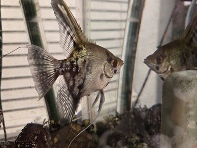 Angelfish
